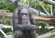 ΧΙΜΠΑΤΖΗΣ ΙΑΠΩΝΙΑ ΠΕΘΑΝΕ ΖΩΓΡΑΦΙΚΗ