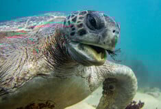 ΚΥΠΡΟΣ ΘΑΛΑΣΣΙΑ ΧΕΛΩΝΑ