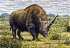 Γεύμα λύκου που διατηρήθηκε στη Σιβηρία επί 14.400 χρόνια ρίχνει «φως» στον μάλλινο ρινόκερο