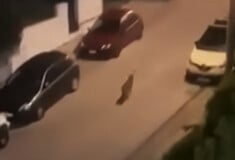 Χαϊδάρι: Η στιγμή που λύκος περιπλανιέται σε δρόμο της περιοχής 