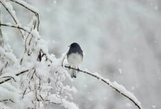Αλλάζει ο καιρός: Κατακόρυφη πτώση της θερμοκρασίας και χιόνια στην Αττική