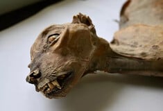 ΤΣΙΤΑΧ ΜΟΥΜΟΠΟΙΗΜΕΝΟ ΣΑΟΥΔΙΚΗ ΑΡΑΒΙΑ