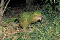 ΝΕΑ ΖΗΛΑΝΔΙΑ ΠΑΠΑΓΑΛΟΣ ΑΝΑΠΑΡΑΓΩΓΗ