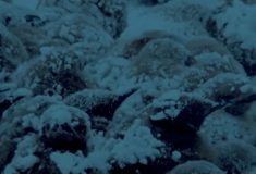 ΠΙΓΚΟΥΙΝΟΙ ΑΡΣΕΝΙΚΟΙ ΑΥΓΑ ΘΥΣΙΑ