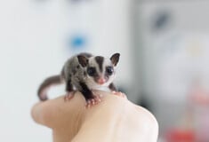 ΕΠΕΞ H ζωή μου με ένα sugar glider
