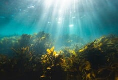 ΦΥΚΙΑ ΩΚΕΑΝΟΙ ΘΑΛΑΣΣΑ ΡΥΠΑΝΣΗ