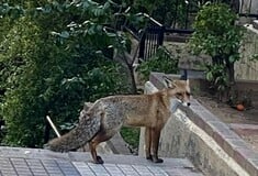 ΠΑΓΚΡΑΤΙ ΑΛΕΠΟΥ