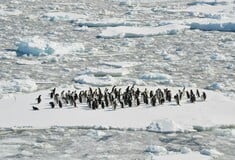 Οι πιγκουίνοι της Ανταρκτικής έχουν μετατοπίσει την περίοδο αναπαραγωγής τους εξαιτίας της κλιματικής αλλαγής 