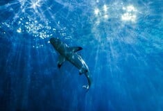 Αυστραλία: Τέσσερις επιθέσεις καρχαριών μέσα σε 48 ώρες