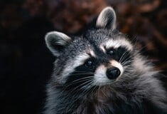 ΡΑΚΟΥΝ ΑΝΘΡΩΠΟΣ ΕΓΚΕΦΑΛΟΣ