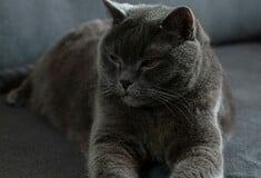 Η καθιστική ζωή μπορεί να έχει οφέλη για τον εγκέφαλο