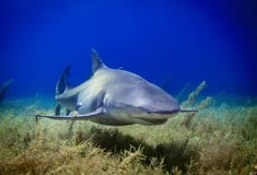 ΑΥΣΤΡΑΛΙΑ ΚΑΡΧΑΡΙΑΣ ΕΠΙΘΕΣΕΙΣ