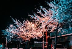 Φέτος θα μπορούσε να είναι μια απροσδόκητα οικονομική περίοδος για να δει κανείς τις ανθισμένες κερασιές της Ιαπωνίας