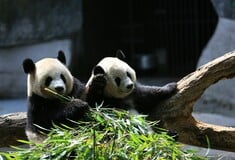 Αναχωρούν για την Κίνα τα τελευταία δύο πάντα της Ιαπωνίας εν μέσω επιδείνωσης των διμερών σχέσεων