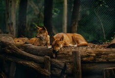 Αυστραλία: Αγέλη ντίνγκο θα θανατωθεί μετά τον θάνατο τουρίστριας στο νησί K'gari