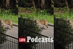 Λύκε, λύκε, είσαι εδώ; Όταν η άγρια ζωή φτάνει στην αυλή μας