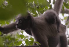 Αράχνες-μαϊμούδες: Το εντυπωσιακό σύστημα ανταλλαγής πληροφοριών για να βρίσκουν τροφή