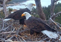 ΦΑΛΑΚΡΟΙ ΑΕΤΟΙ ΓΕΝΝΑ ΓΟΝΕΙΣ