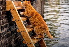 Το Άμστερνταμ τοποθετεί ειδικές σκάλες για να σκαρφαλώνουν οι γάτες που πέφτουν στα κανάλια του