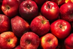 «Μίγματα φυτοφαρμάκων» μολύνουν τα μήλα σε όλη την Ευρώπη, σύμφωνα με μελέτη