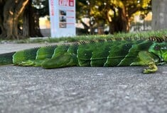 ΗΠΑ ΚΑΚΟΚΑΙΡΙΑ ΙΓΚΟΥΑΝΑ