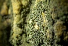 ΣΠΗΛΑΙΟ ΑΝΑΚΑΛΥΨΗ ΕΠΙΣΤΗΜΟΝΕΣ