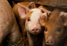 ΔΕΡΜΑ ΕΠΙΔΕΡΜΙΔΑ ΓΟΥΡΟΥΝΙΑ ΕΡΕΥΝΑ