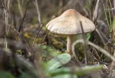 ΘΑΝΑΤΗΦΟΡΑ ΜΑΝΙΤΑΡΙΑ ΚΑΛΙΦΟΡΝΙΑ DEATH CAP