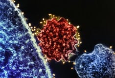 NIPAH ΙΟΣ ΜΠΑΝΓΚΛΑΝΤΕΣ