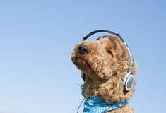 ΣΚΥΛΟΣ ΜΟΥΣΙΚΗ ΣΚΥΛΟΙ