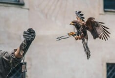 Οι γυναίκες του Μεσαίωνα χρησιμοποιούσαν την εκτροφή γερακιών για να ανατρέψουν τα έμφυλα στερεότυπα