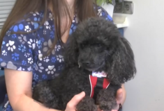 Σκύλος σε ρόλο βοηθού οδοντίατρου στη Θεσσαλονίκη: Η θεραπευτική υποστήριξη ασθενών με τη βοήθεια ζώων