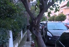 Ελευσίνα: «Το δέντρο είχε εξόγκωμα, έφυγε μέσα σε 3 λεπτά από ακατάσχετη αιμορραγία» λέει ο πρώην σύζυγος της 44χρονης