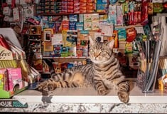 ΗΠΑ: Η Νέα Υόρκη διεκδικεί δικαιώματα για τις αγαπημένες, αλλά παράνομες «γάτες των μίνι μάρκετ»