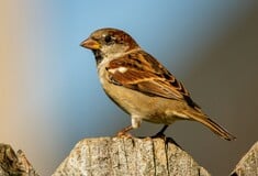 ΕΡΕΥΝΑ ΠΤΗΝΑ ΗΧΟΡΥΠΑΝΣΗ ΣΠΟΥΡΓΙΤΙ