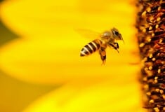 ΜΕΛΙΣΣΕΣ ΗΠΑ ΙΟΣ