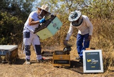 Η DIMAND φέρνει τις μέλισσες στην καρδιά της πόλης