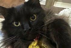 ΧΕΙΜΕΡΙΝΟΙ ΟΛΥΜΠΙΑΚΟΙ ΑΓΩΝΕΣ ΓΑΤΑ ΙΛΙΑ ΜΑΛΙΝΙΝ