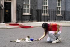 ΒΡΕΤΑΝΙΑ ΓΑΤΟΣ ΛΑΡΙ ΝΤΑΟΥΝΙΝΓΚ ΣΤΡΙΤ