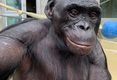 ΜΠΟΝΟΜΠΟ ΜΕΛΕΤΗ 