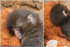 Ιαπωνία: Viral μαϊμουδάκι που εγκαταλείφθηκε από τη μαμά του και βρήκε παρηγοριά σε λούτρινο αρκουδάκι