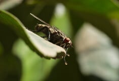 Οι επιστήμονες προειδοποιούν - Η εξαιρετικά επώδυνη τροπική νόσος chikungunya απειλεί πλέον την Ευρώπη