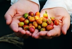 ΚΑΦΕΣ ΚΟΚΚΟΙ ΚΑΦΕ 