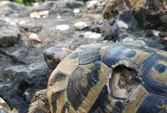 ΧΕΛΩΝΑ ΜΕΓΑΛΗ ΠΡΕΣΠΑ ΑΡΣΕΝΙΚΑ