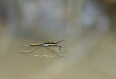 ΙΟΣ CHIKUNGUNYA ΕΠΙΠΛΟΚΕΣ ΜΑΤΙΝΑ ΠΑΓΩΝΗ