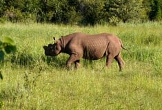 ΡΙΝΟΚΕΡΟΣ ΗΠΑ ΑΦΡΙΚΗ ΚΟΛΛΥΡΙΟ