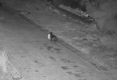 ΣΚΥΛΙ ΣΙΚΕΛΙΑ ΣΚΟΥΠΙΔΙΑ ΙΔΙΟΚΤΗΤΗΣ