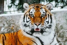 ΤΑΙΛΑΝΔΗ ΤΙΓΡΕΙΣ ΙΟΣ