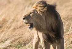 ΛΙΟΝΤΑΡΙ DNA ΛΑΘΡΟΘΗΡΙΑ ΖΙΜΠΑΜΠΟΥΕ