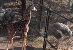 ΜΕΜΦΙΣ ΣΤΡΟΥΘΟΚΑΜΗΛΟΣ ΚΑΜΗΛΟΠΑΡΔΑΛΗ